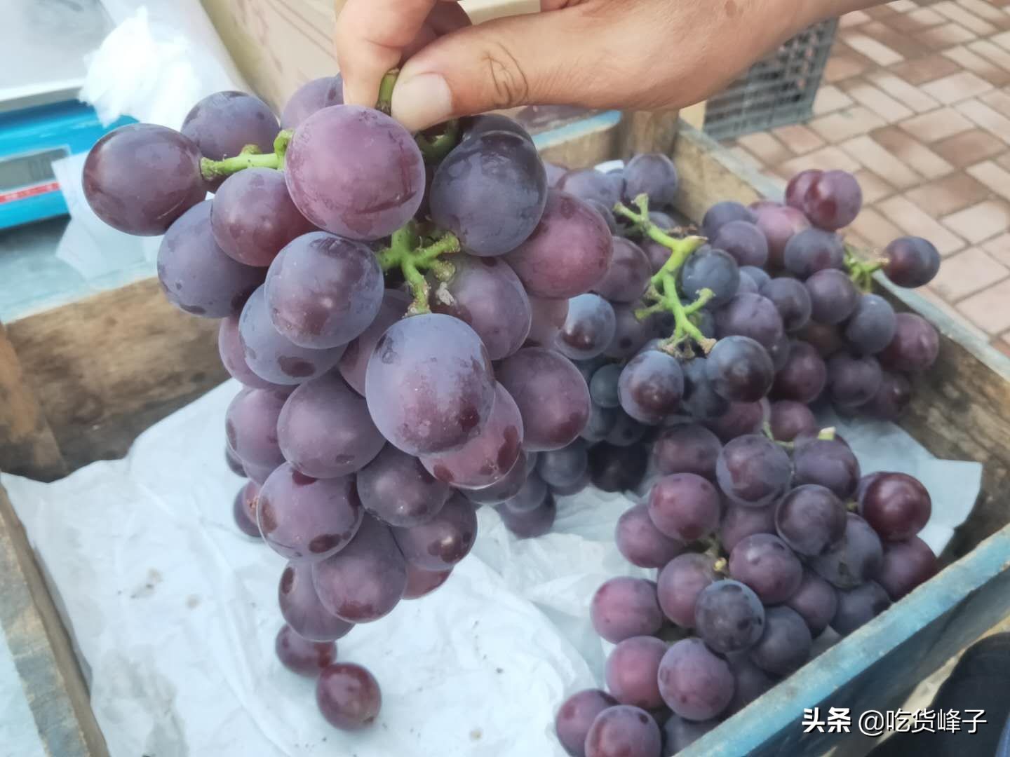 如何选葡萄甜不甜,葡萄甜不甜看这里就知道