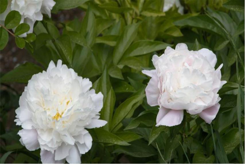 芍药花适合室内养殖吗北方,如此艳丽的芍药花你会养吗