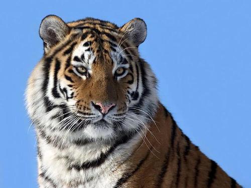 羚羊与华南虎,华南虎和藏羚羊