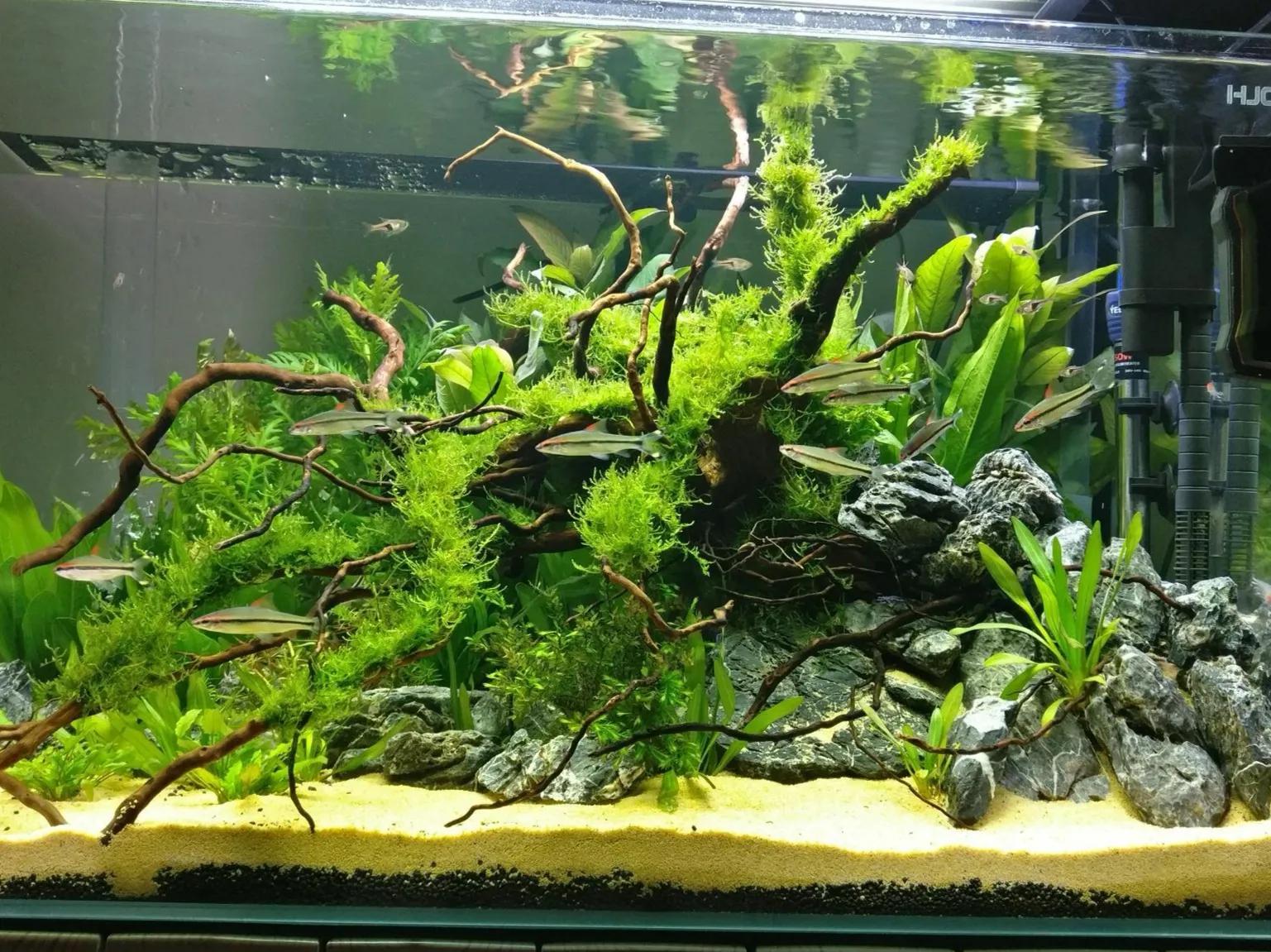 鱼缸水浑浊腥臭发黄怎么办,鱼缸水特别浑浊看不到鱼了怎么办