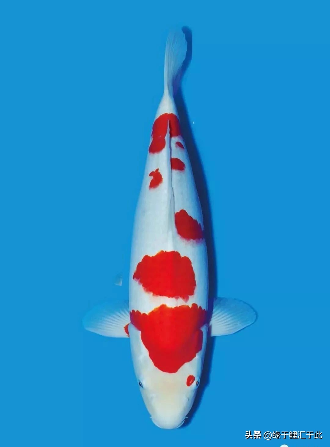 庭院锦鲤池怎样过冬,池养锦鲤鱼饲养方法