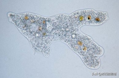 植物进化历程之藻类,藻类植物进化历程