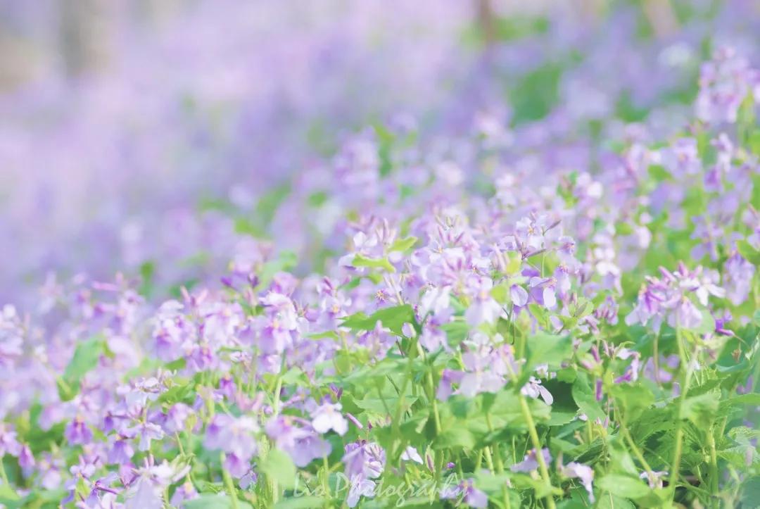 沈阳二月兰花海花期,沈阳二月兰花哪里最多