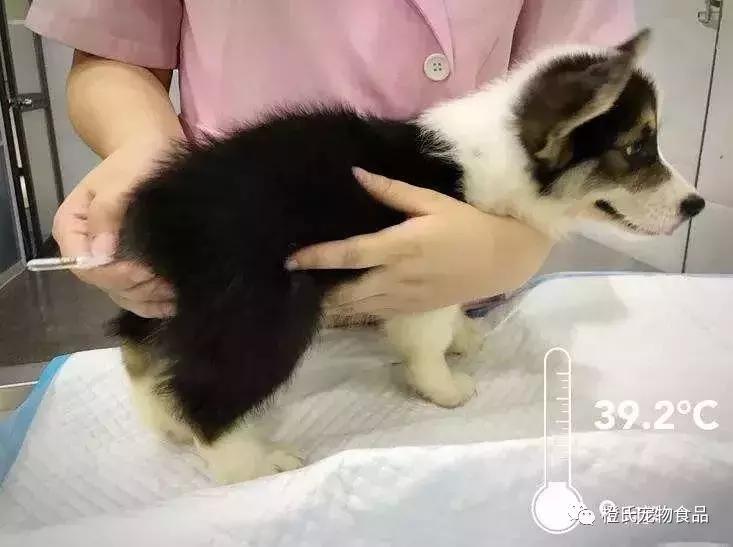 在医院给狗狗量体温,不去医院自己检查狗狗