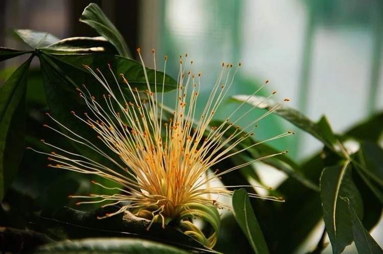 想让发财树长高怎么办,发财树怎么浇水才能活得更长