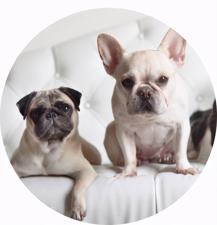 拉布拉多和法斗哪个值得养,养一个法斗一个月需要多少钱