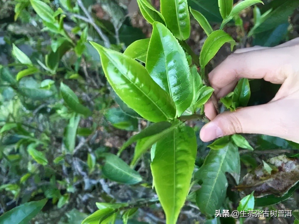 古树普洱茶有哪些品质,什么叫普洱茶古树