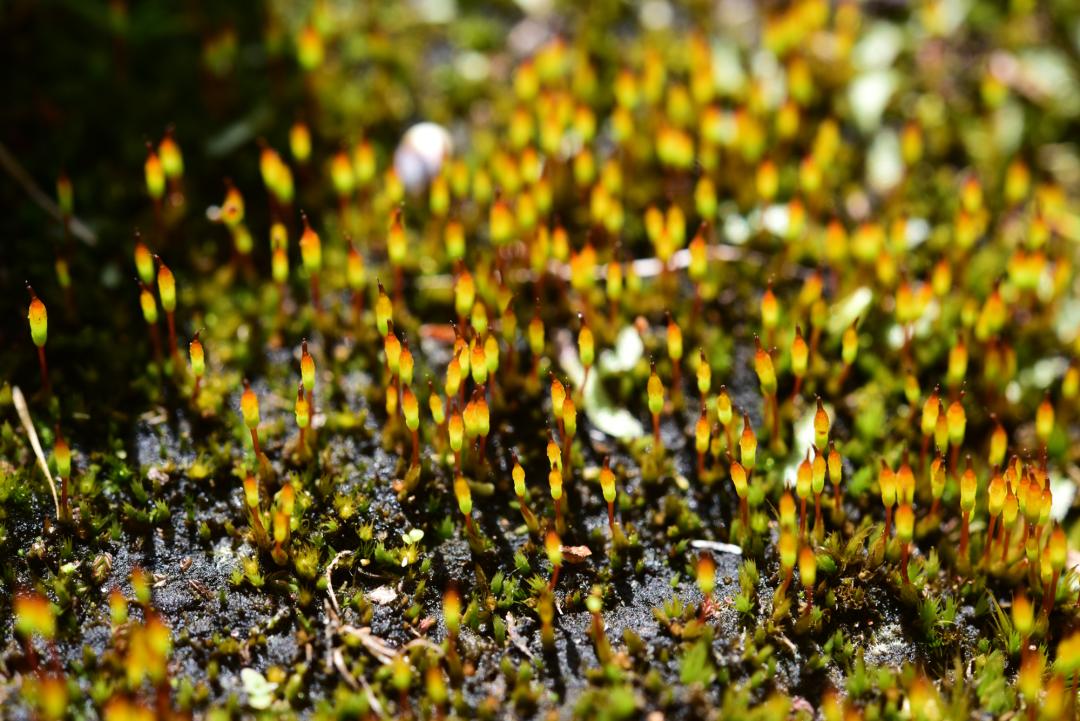 吃毒菇、睡蛇窝，只为挖一堆草，这个重庆博士要做当代神农