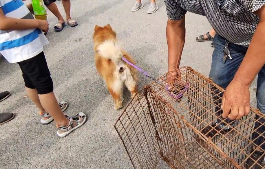 300块卖狗后续大人把狗还回来了么,300元以下的松狮