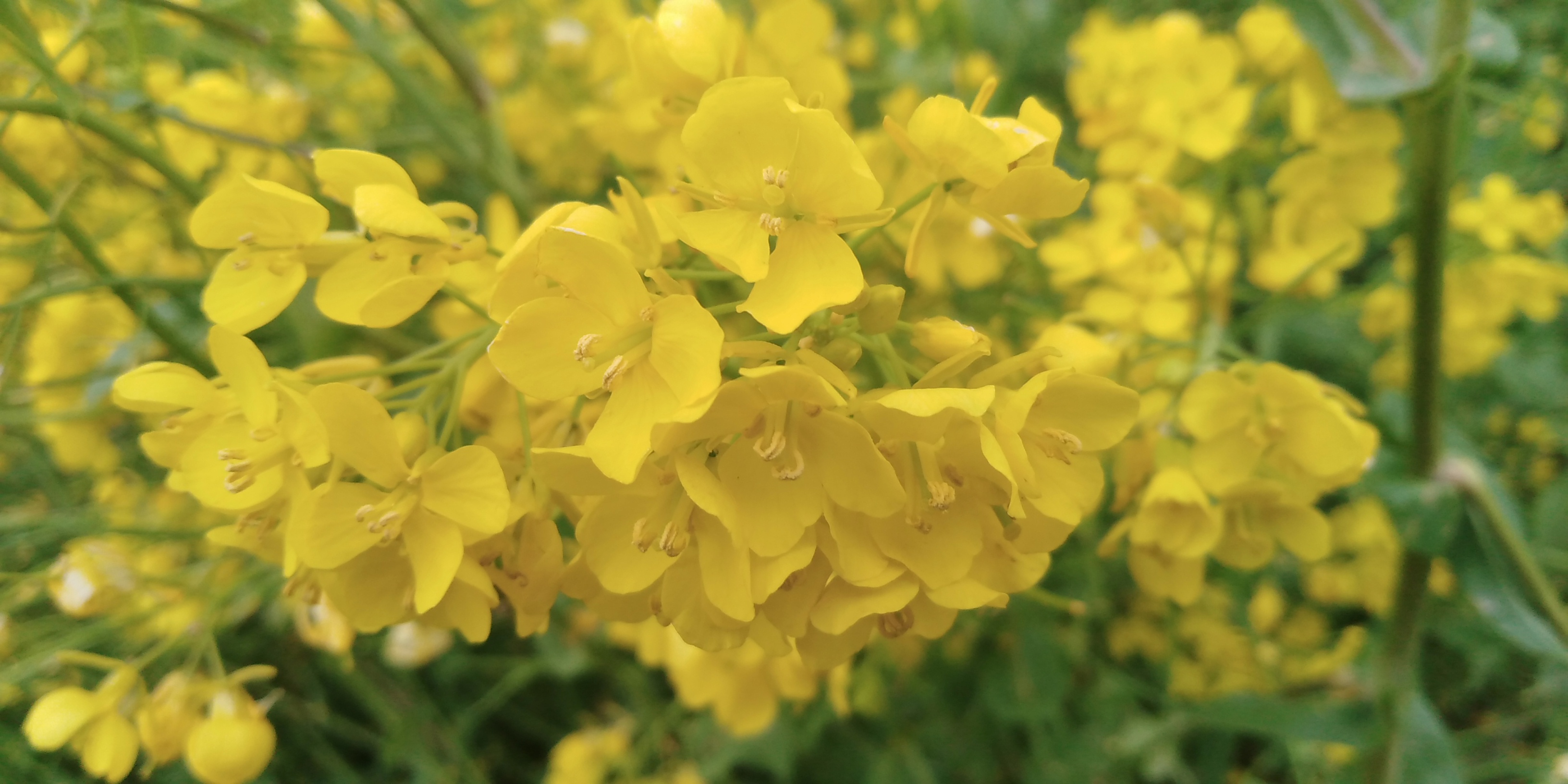 油菜花海邯郸北湖,邯郸春天适合去的公园