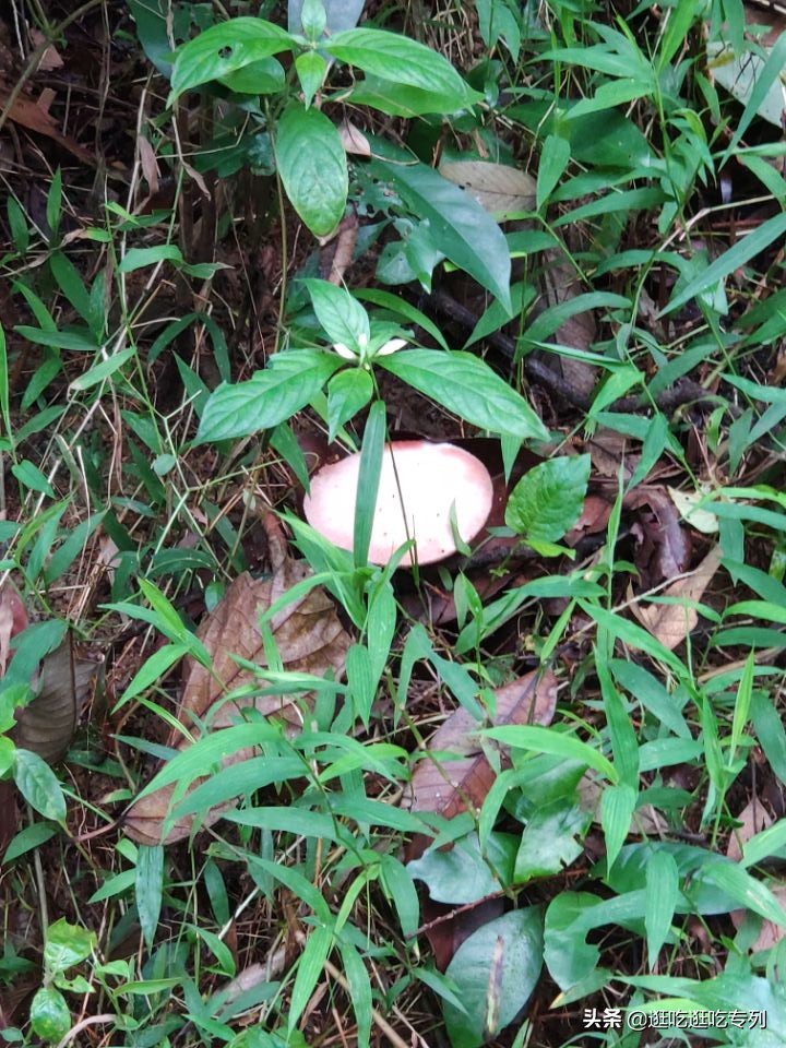 广州火炉山从哪个门口进去最好玩,广州火炉山值得去吗