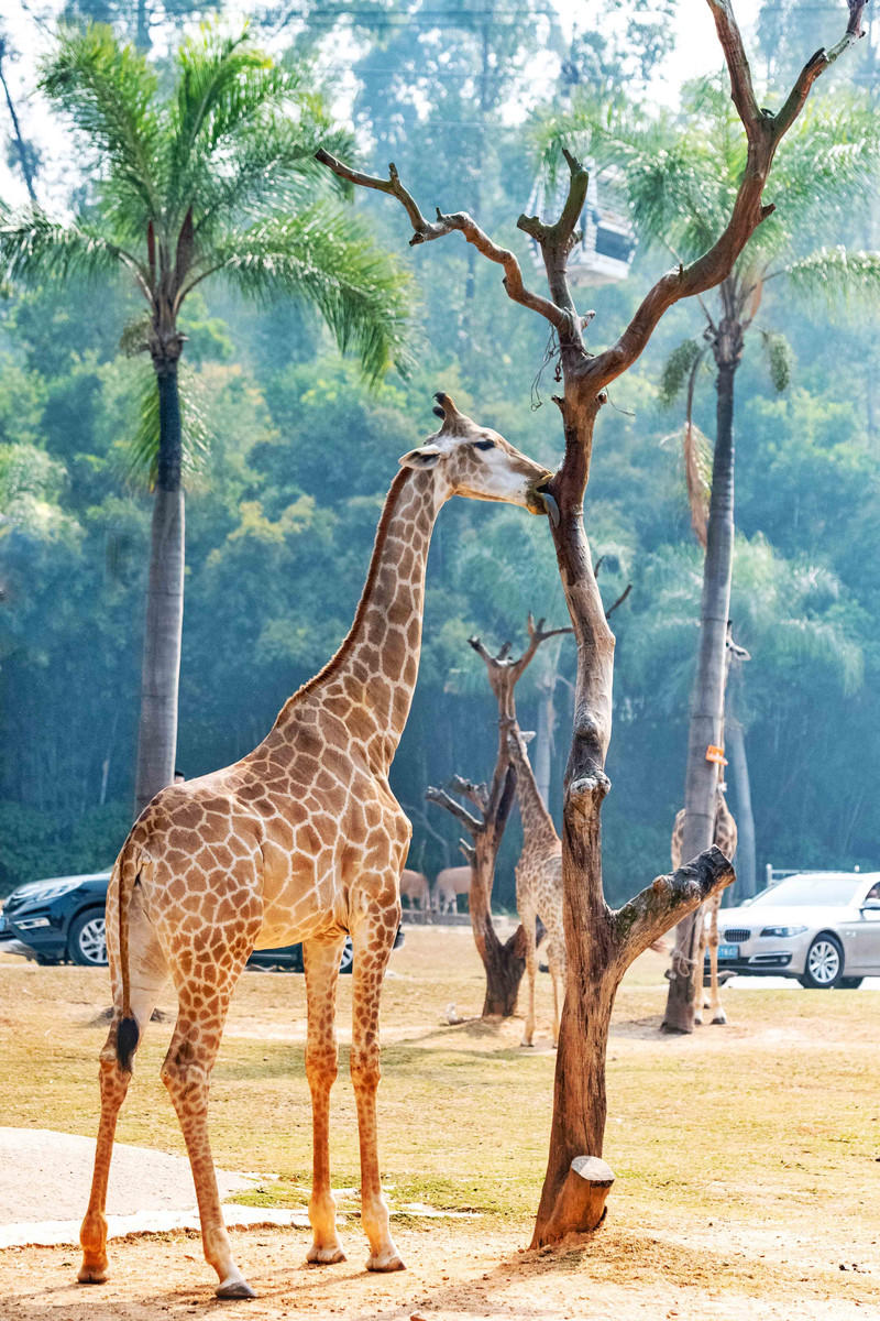 广州长隆野生动物世界旅游攻略,长隆野生动物世界攻略2-3天广州游
