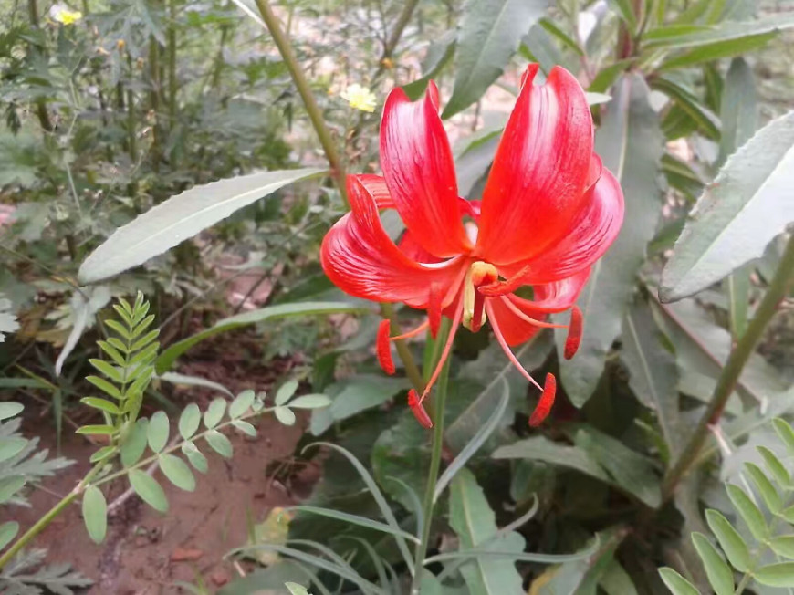 题波云山庄——南岔村