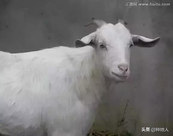 用羊粪做有机肥需要添加什么材料,如何利用羊粪制作有机肥