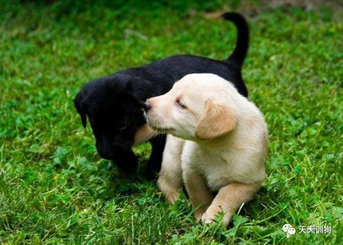 小狗喂什么能养好,养好一只小狗的条件