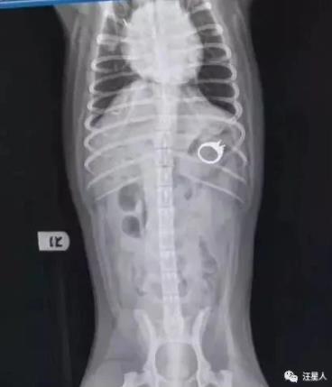 狗狗吞了钻石戒指,小狗误食金戒指