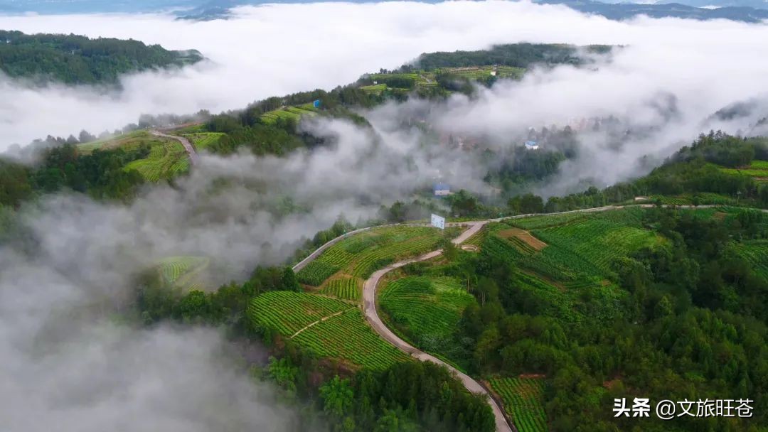 周末来一场与银杏的邂逅,周末与阳光撞个满怀