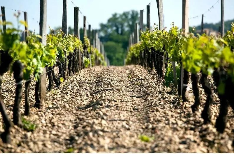 红酒为啥要波尔多,波尔多红酒有什么好处和坏处