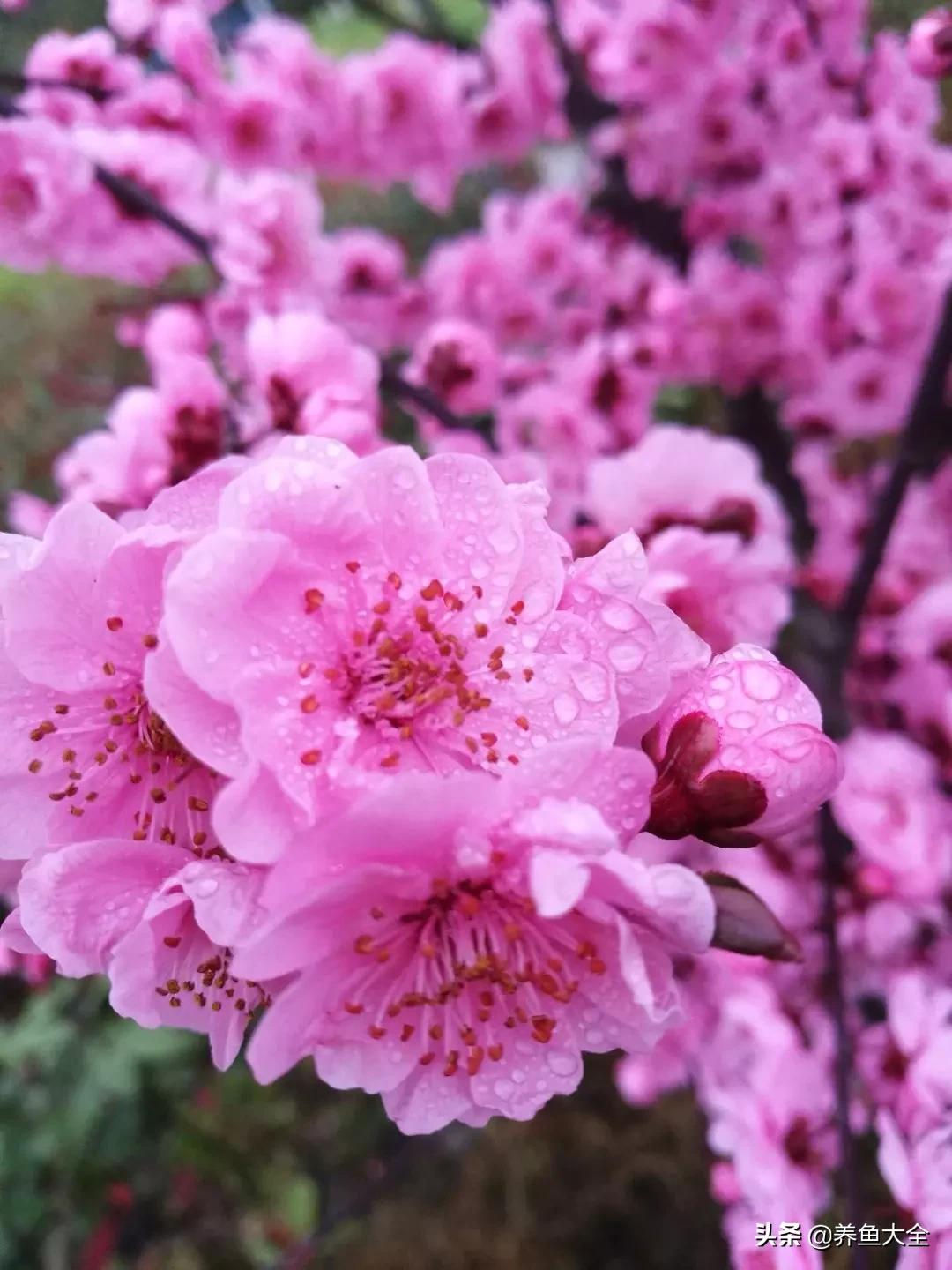 一至十二月的花期,12月到2月份的花期