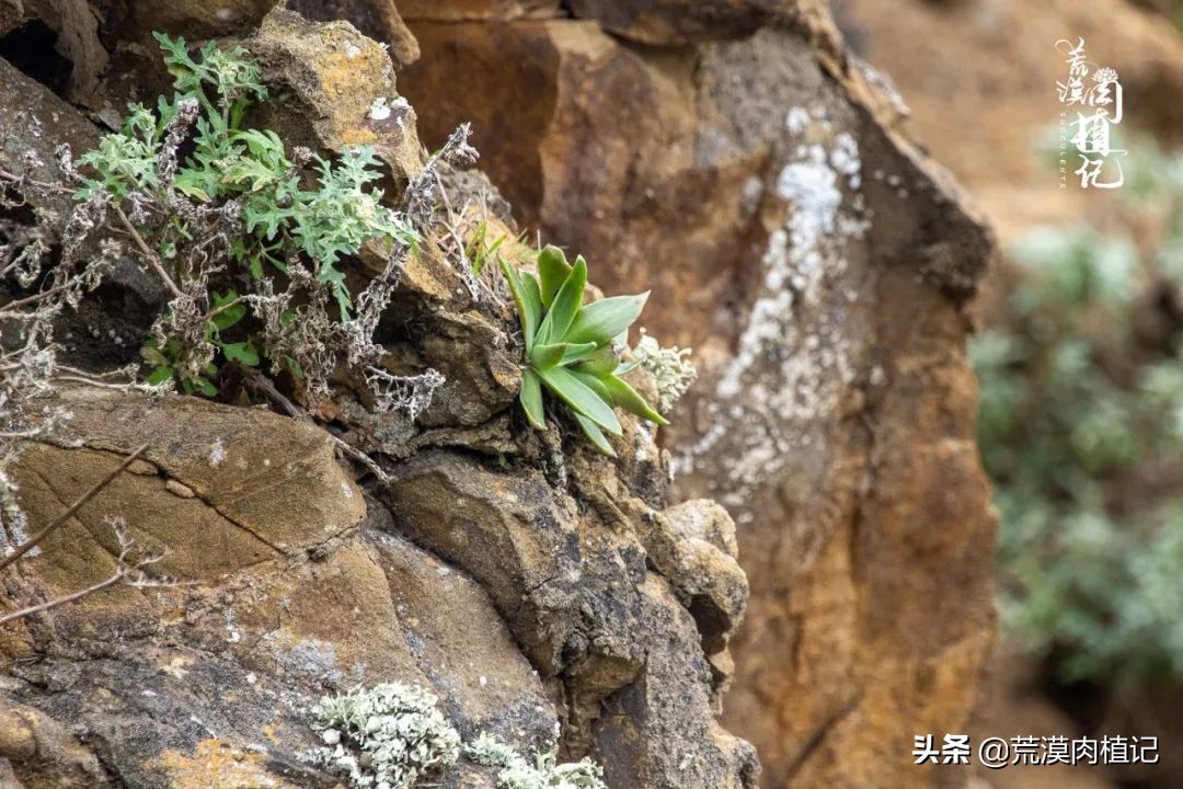 美国加州海岸仙女杯,美国仙女杯