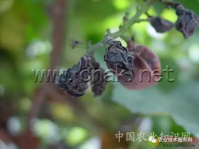 葡萄花前主要病害,葡萄病害图片大全大图