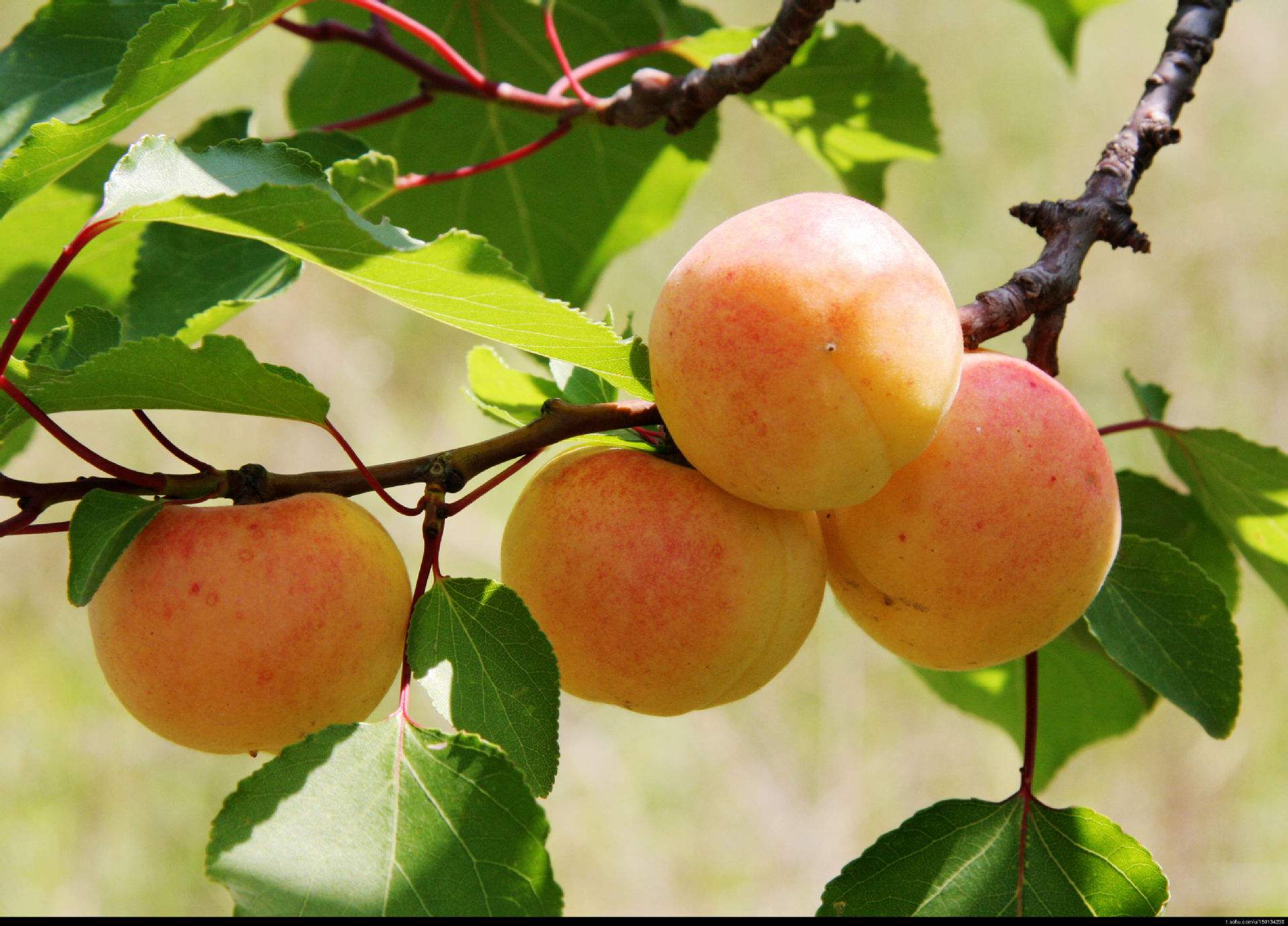 学霸说理综能考270,理综273分学霸整理