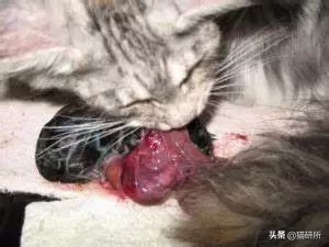 猫咪难产有什么办法解决,猫咪难产有什么方法解决