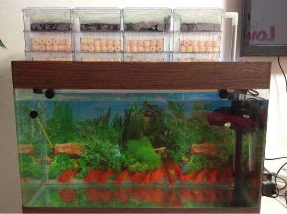 鱼缸养锦鲤鱼的方法和技巧,鱼缸新手养锦鲤鱼的正确方法