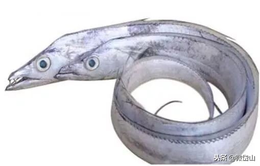 雷达网带鱼和普通带鱼哪个好吃,流网带鱼和雷达网带鱼有什么区别