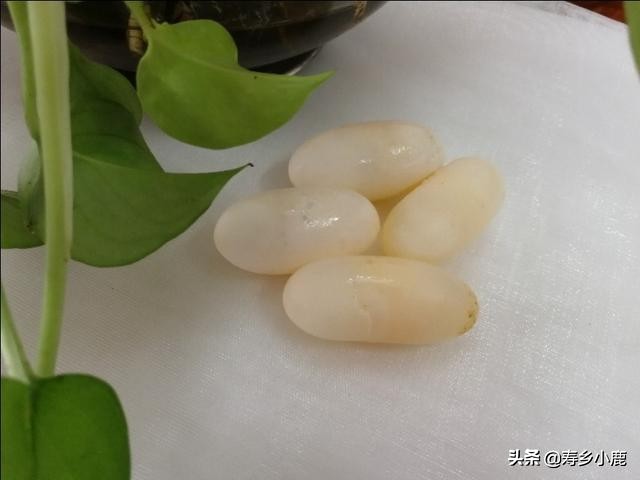 孵化石金钱龟蛋,乌龟蛋怎么孵化石金钱龟