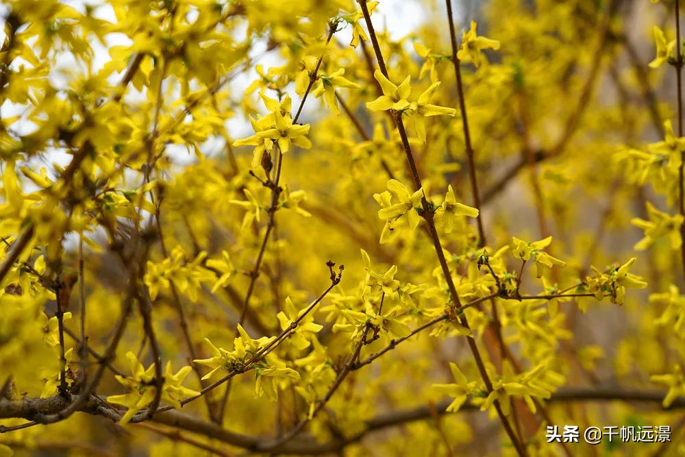 阳春四月草长莺飞春意盎然,阳春四月迎来春