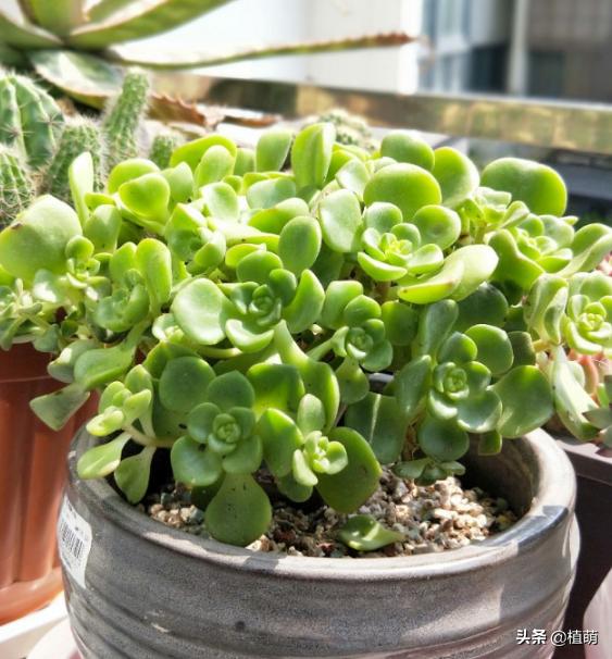 百合莉莉多久可以砍头繁殖,百合莉莉叶片发红