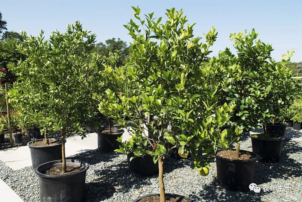 一千元小本创业农村,100个农村创业项目赚钱