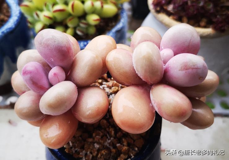 多肉桃蛋如何度夏,桃蛋多肉夏天可以暴晒吗