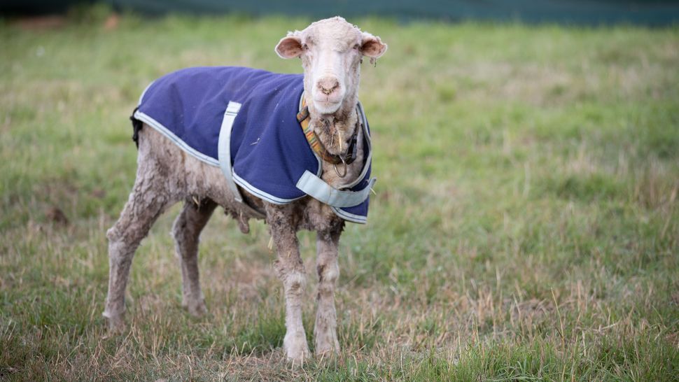 澳大利亚绵羊一只最多出多少羊毛,澳大利亚一绵羊被剪下70斤羊毛