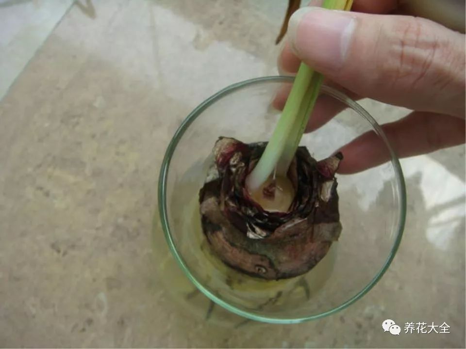 风信子开完花剪掉还会开吗,风信子开完花还可以活吗