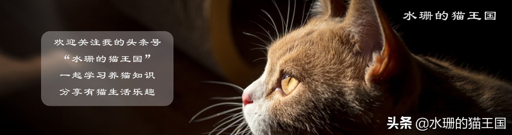 猫咪泌尿综合症在家怎么应急,猫咪泌尿系感染怎么快速治疗