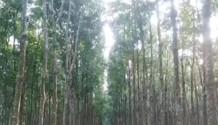 代购泰国乳胶枕头,买的泰国乳胶枕