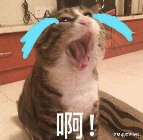 狗狗同床睡的危害,狗狗跟人一起睡对人有什么坏处