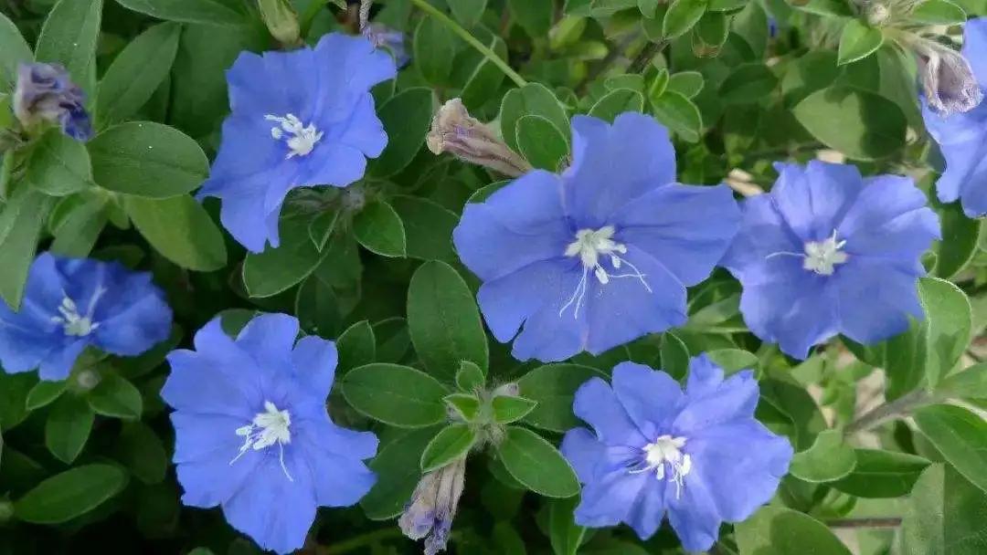 蓝紫色花系植物,蓝紫色系花境植物
