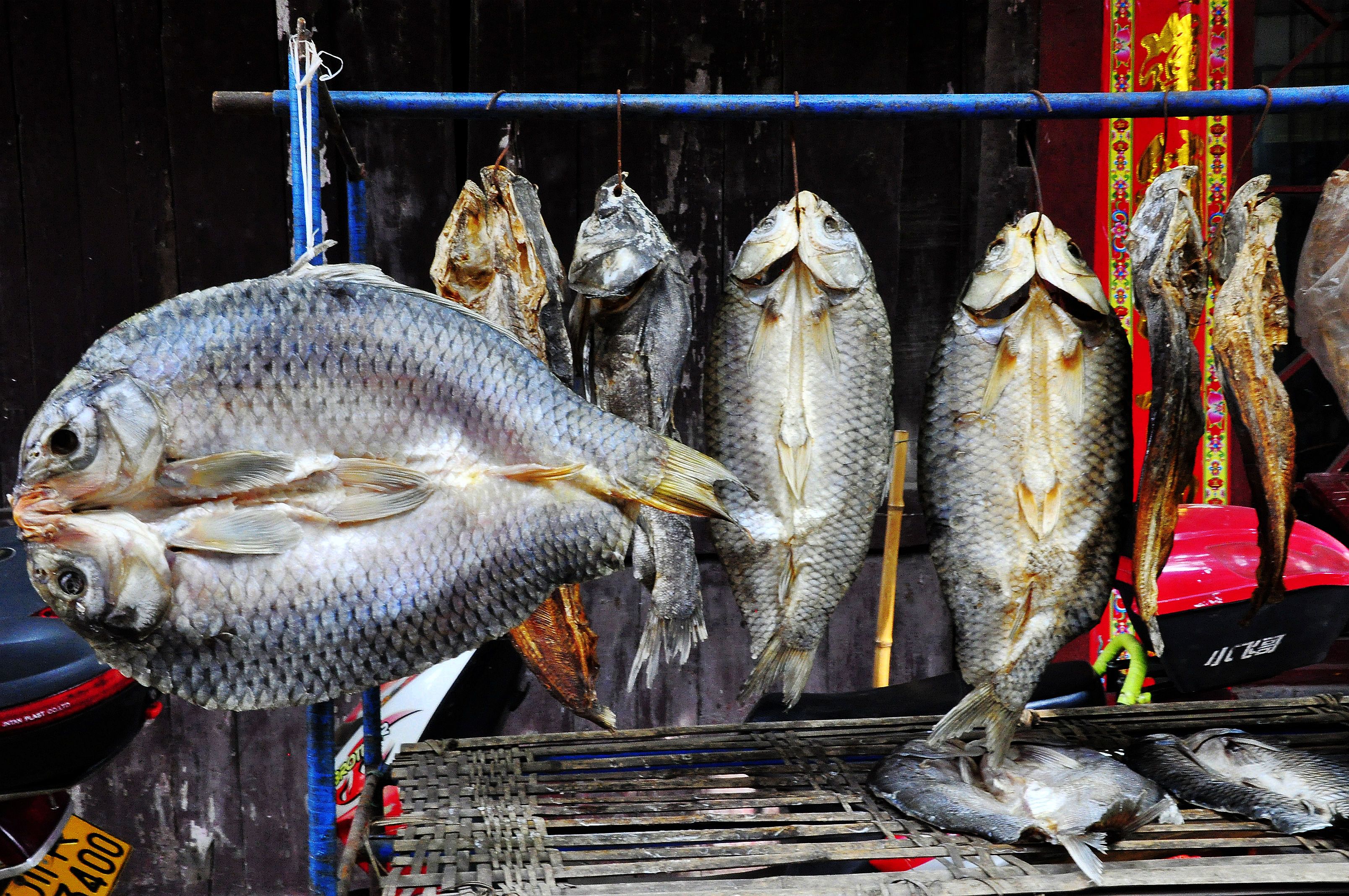 凤求凰卓文君完整视频,凤求凰卓文君古诗文