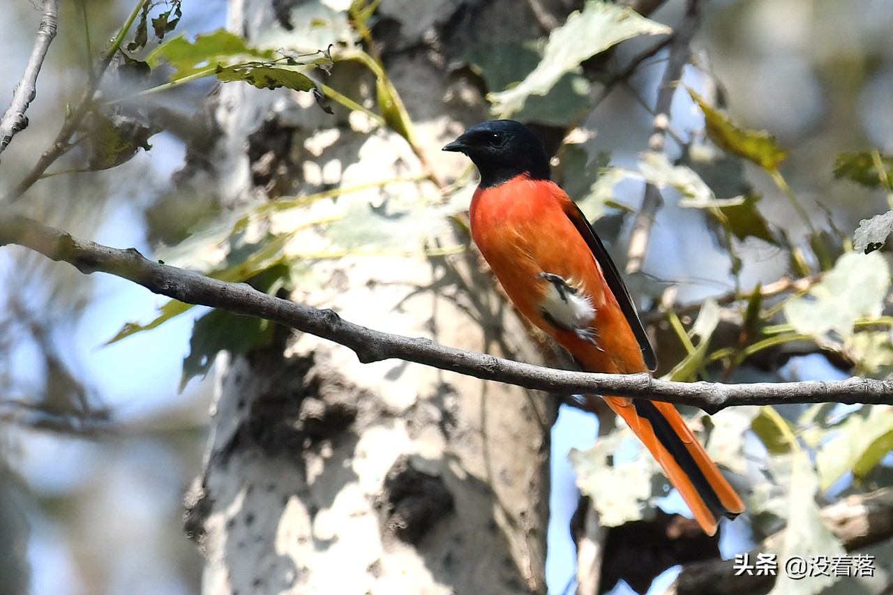 「10.13」北京沙河观鸟日记：收获长尾山椒鸟与中华攀雀