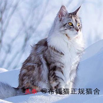 宠物猫猫品种大全,大型猫都有哪些