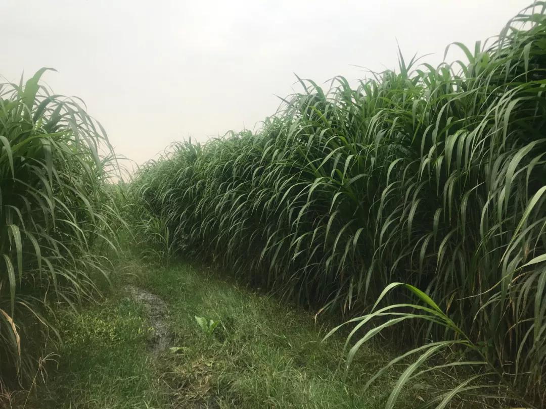 三农观察特稿｜金牧粮草承载“饲草皇后”的乡村振兴梦
