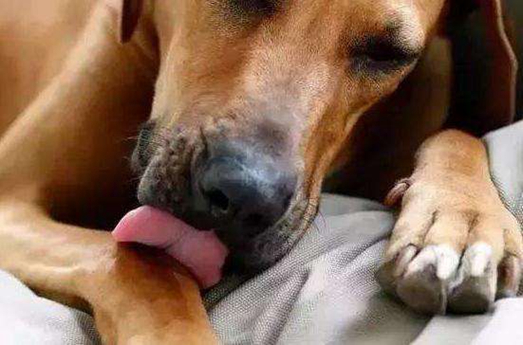 宠物狗舔爪子是什么原因,宠物狗一直舔脚是怎么了