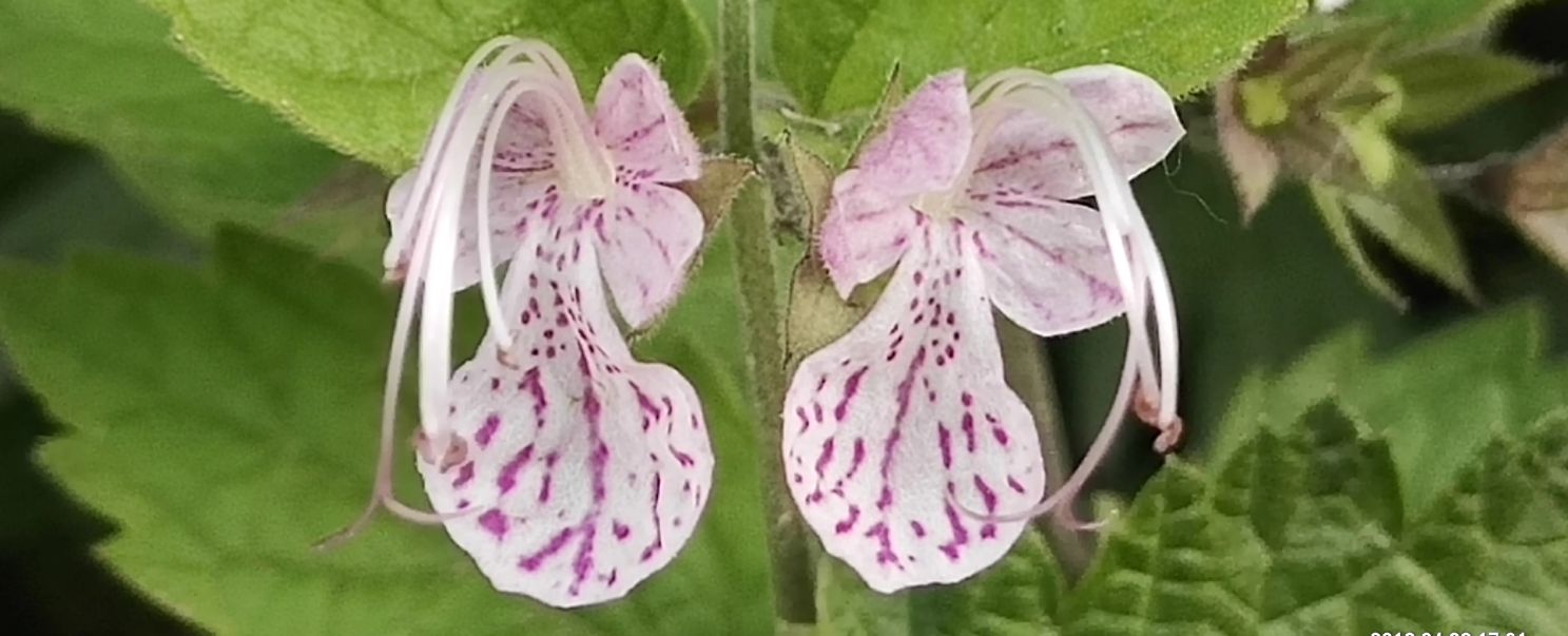 华山诗人马跃中国情人节七巧节日诗句《七夕有句》外三首/