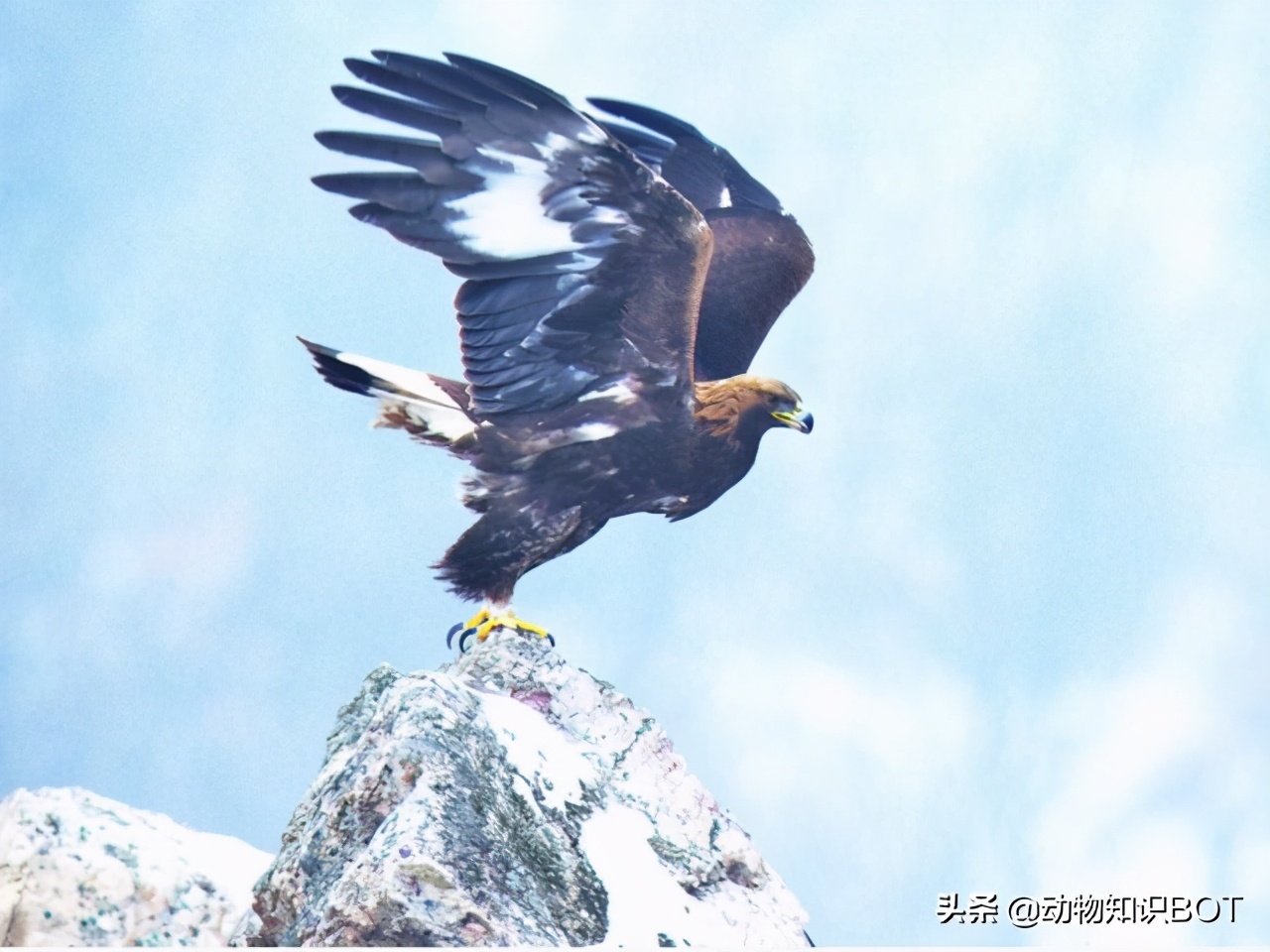 金雕捕食世界第一大鹰,金雕打得过老虎
