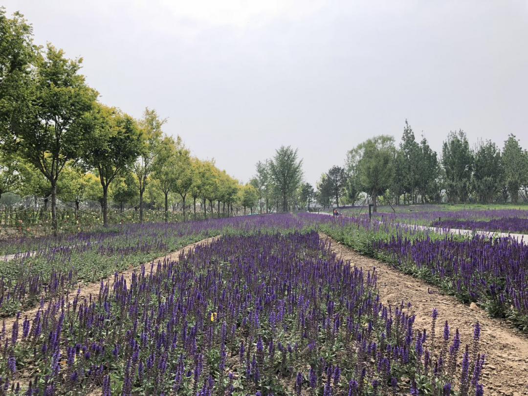 疫情过后园林企业生存现状如何？来看看这位项目经理的一天