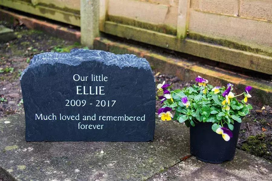 如何缓解宠物离去的悲伤,宠物离去的悲痛