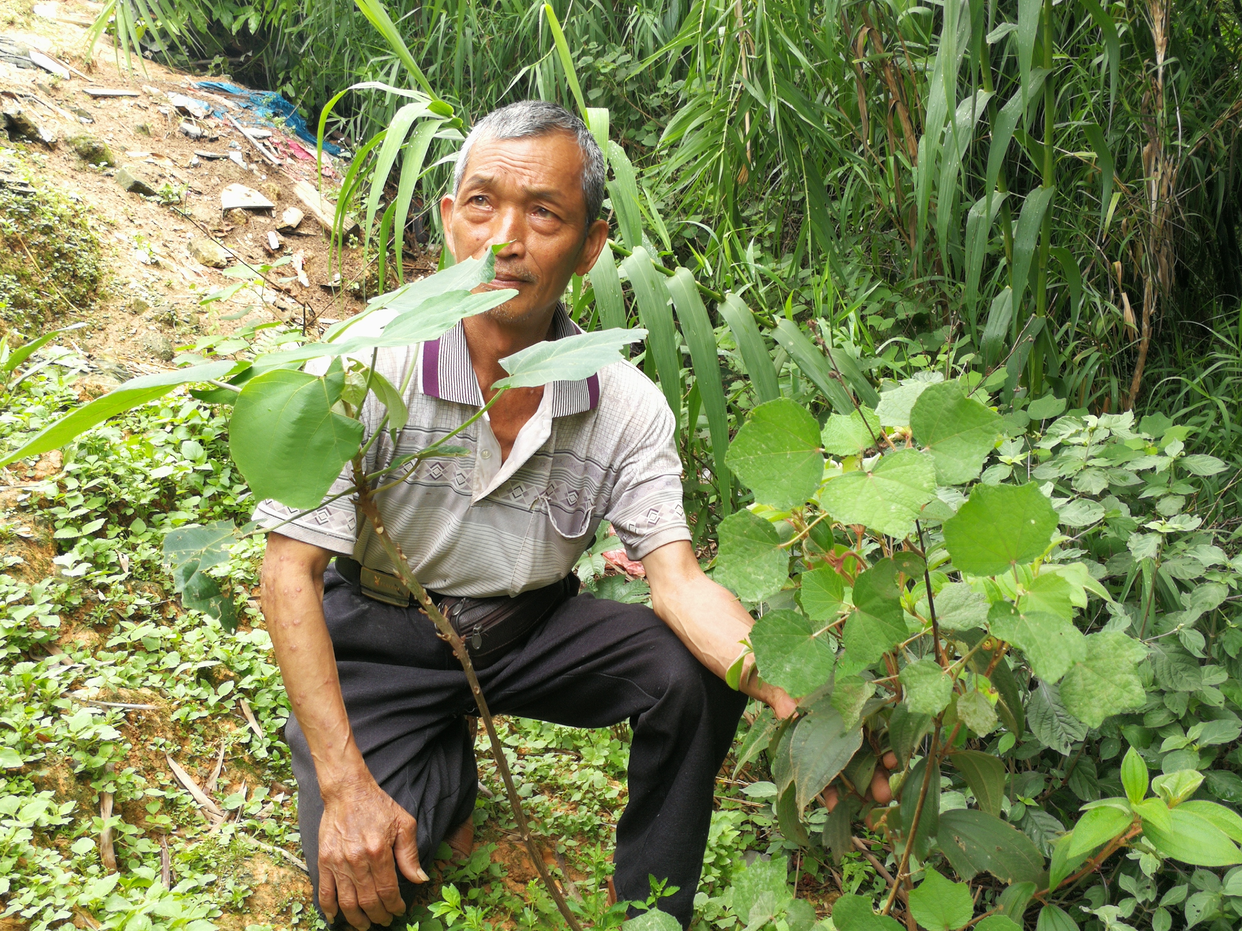 肇庆广宁荷木有个草药通,对着《本草纲目》识别药材